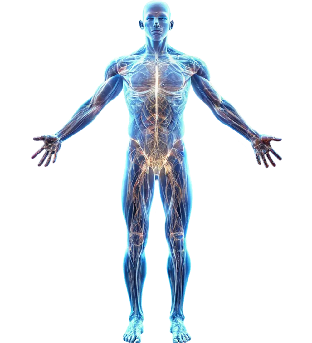 Illustration of the human nervous system with transparent skin, revealing blue and yellow neural pathways throughout the body, front view. This detailed depiction is perfect for understanding how EMG and NCV tests map these intricate networks.