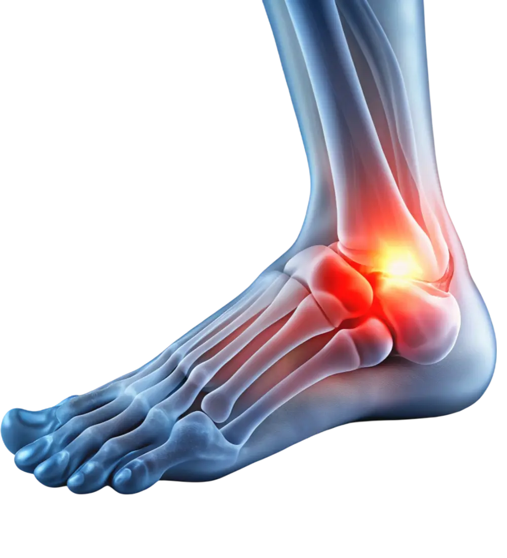 Illustration of The Foot & Ankle with a highlighted red area indicating pain or inflammation.